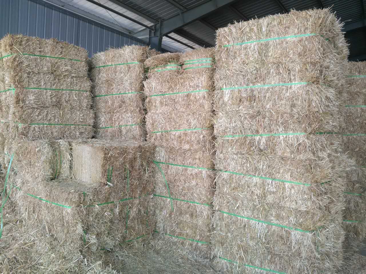 養殖800頭牛的養殖場用多大的鍘草機或者鍘草揉搓機合適？